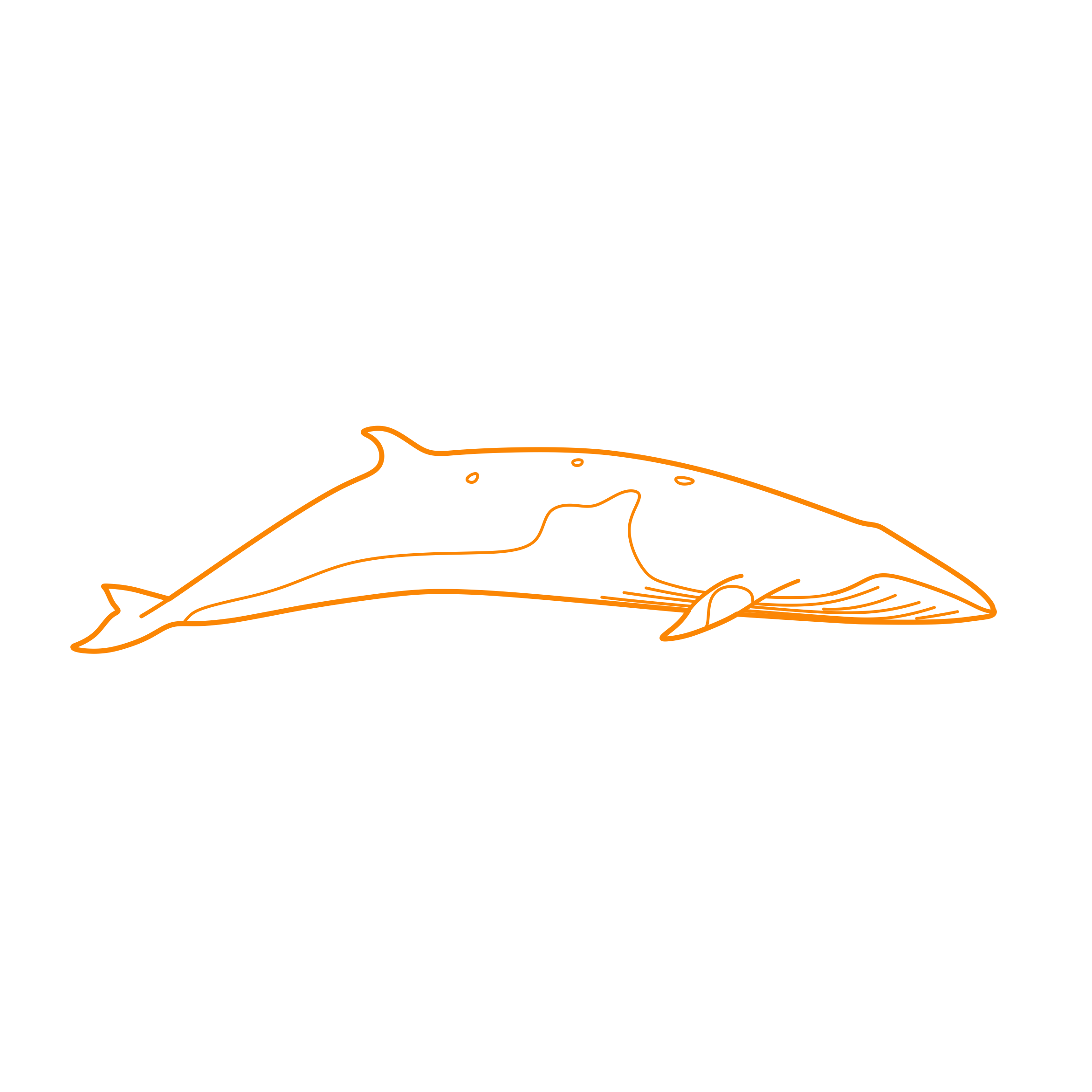 Animals Baleen Whales Common Minke Whale Line Tracing Svg Vector Free Vectors